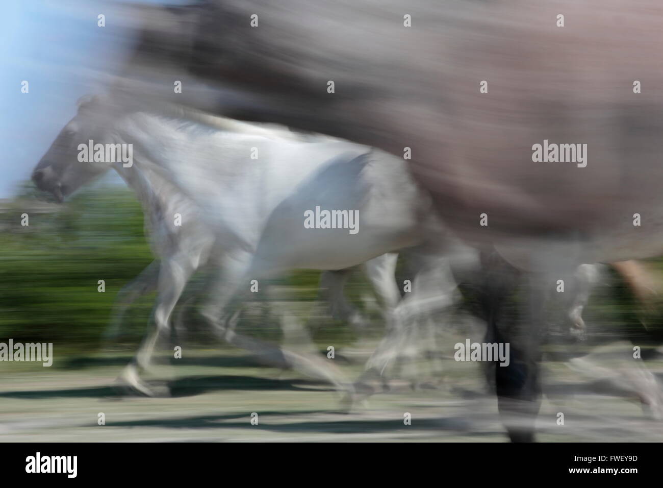 Weisse Pferde der Camargue in Frankreich Stockfoto