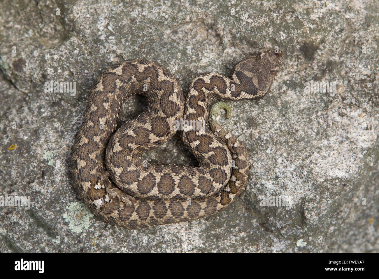 Sand Viper, versteckt auf einem grauen Stein, Bulgarien Stockfoto