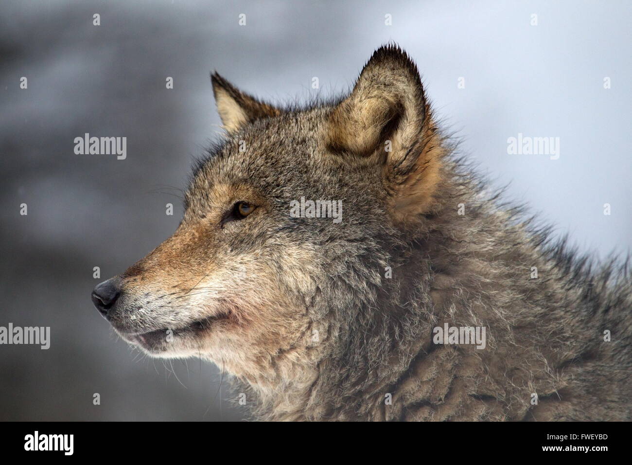 Porträt eines grauen Wolfes in Belarus Stockfoto