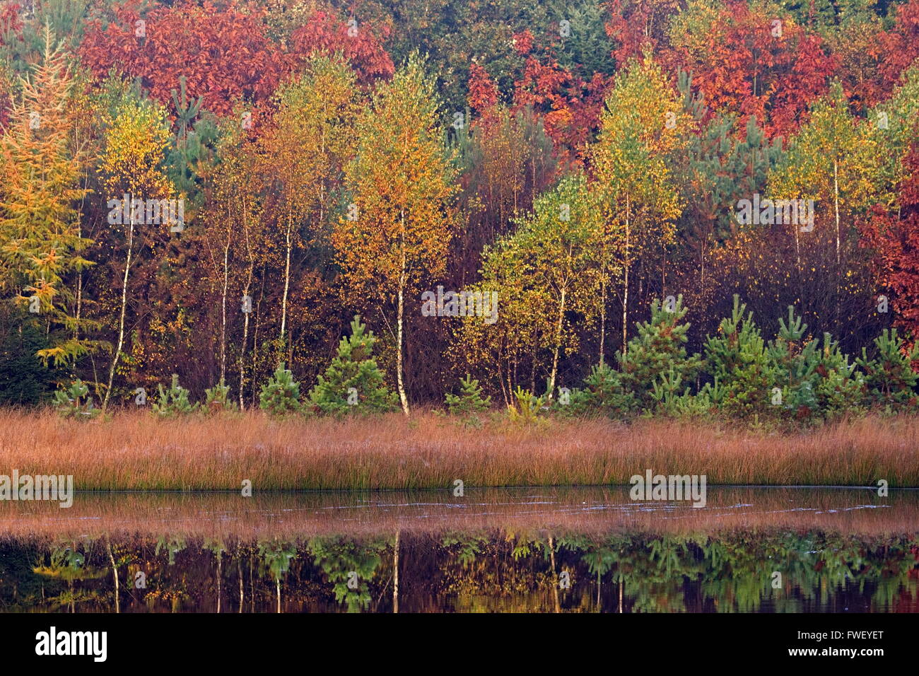 Herbst Bäume entlang Moor Teich, Niederlande Stockfoto
