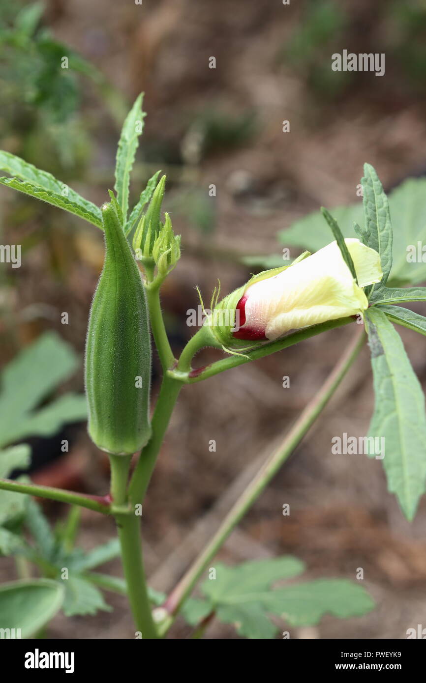 Wachsende Okra oder auch bekannt als Ladies Finger Stockfoto