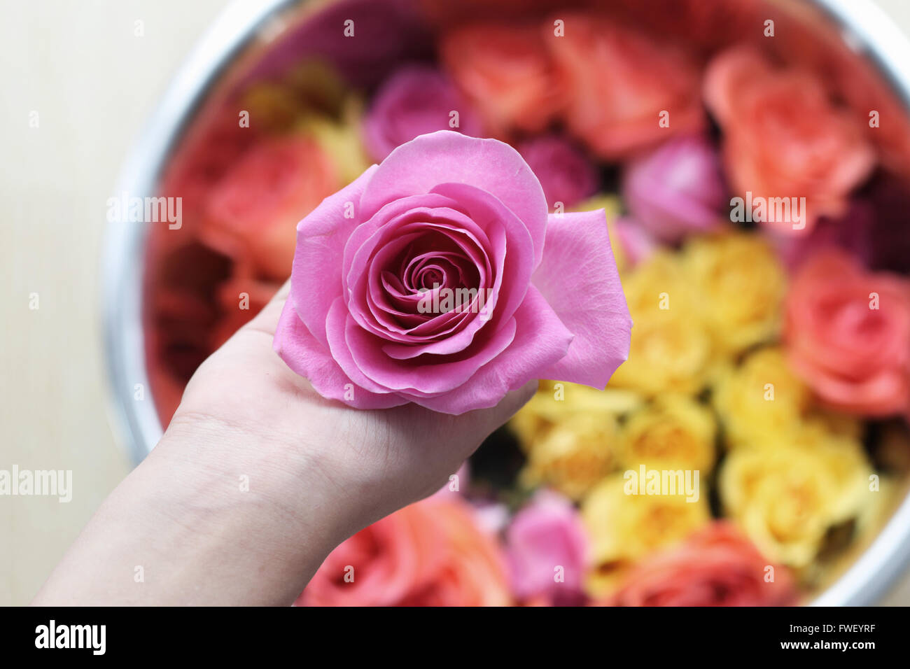 Rosa Rosen gegen Multi halten Farbe Rosen Stockfoto