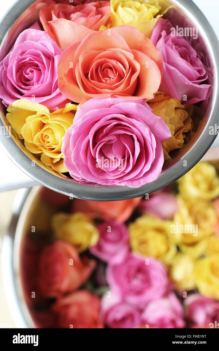 Blühende bunte Rosen Stockfoto