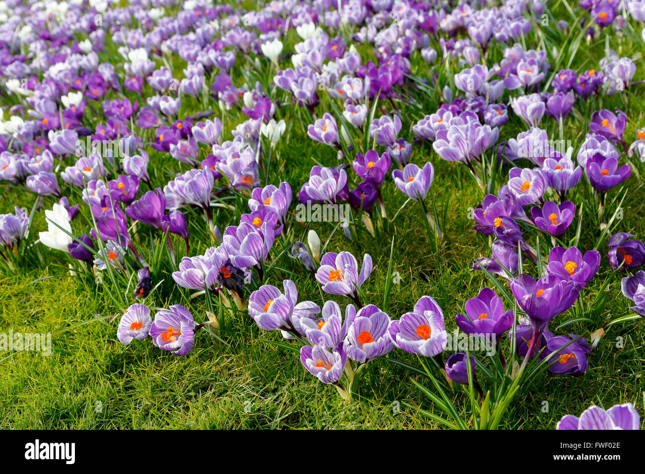 Lila und weiß gestreiften Frühjahr Krokus (Crocus Vernus) blühen im Frühling an der RHS Gärten, Wisley, Surrey, UK Stockfoto