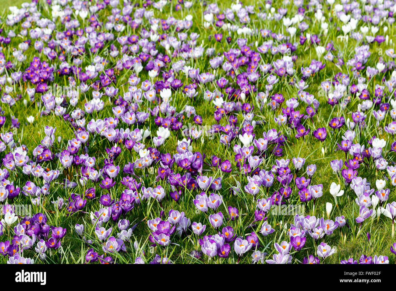 Lila und weiß gestreiften Frühjahr Krokus (Crocus Vernus) blühen im Frühling an der RHS Gärten, Wisley, Surrey, UK Stockfoto