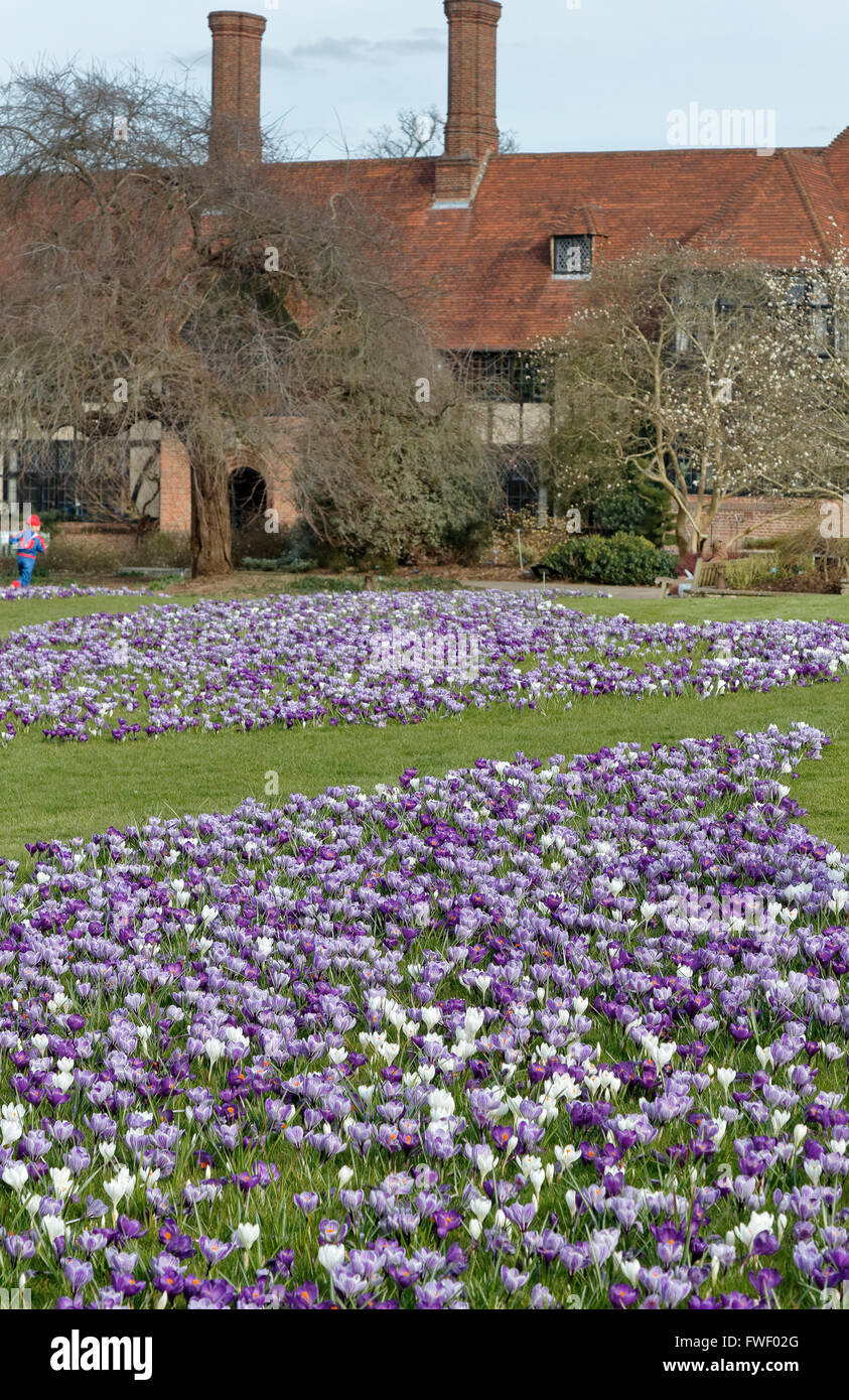 Lila und weiß Krokus (Crocus Vernus) blühen im Frühling an der RHS Gärten, Wisley, Surrey, UK Stockfoto