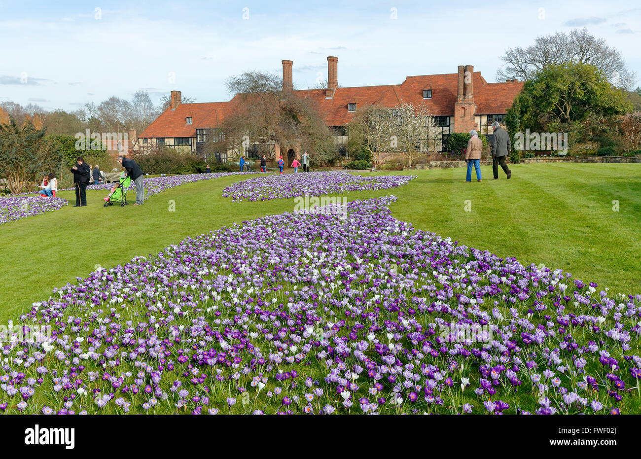 Lila und weiß Krokus (Crocus Vernus) blühen im Frühling an der RHS Gärten, Wisley, Surrey, UK Stockfoto