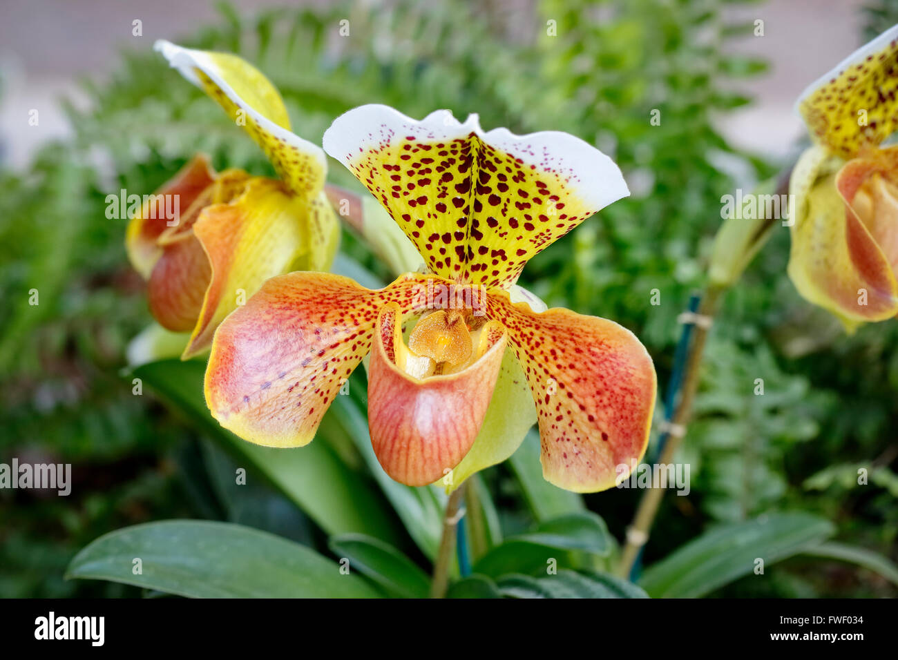 Paphiopedilum oder Venus Pantoffel, gelb und Orange gesichtet Orchideen wachsen im Gewächshaus bei RHS Wisley, Surrey, UK Stockfoto