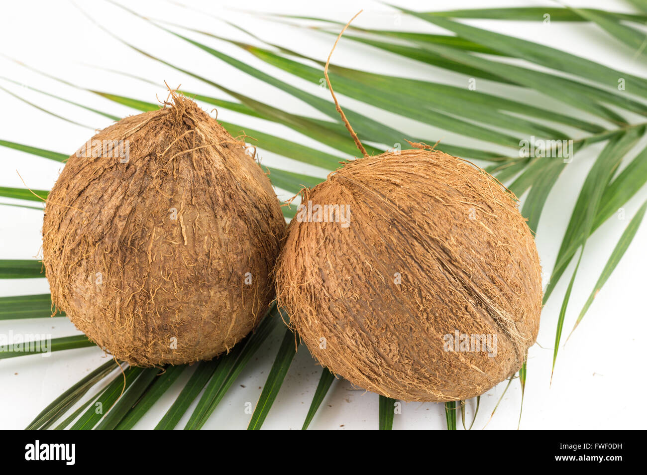 Ganze Kokosnüsse mit Kokosnussblättern auf weiß Stockfoto