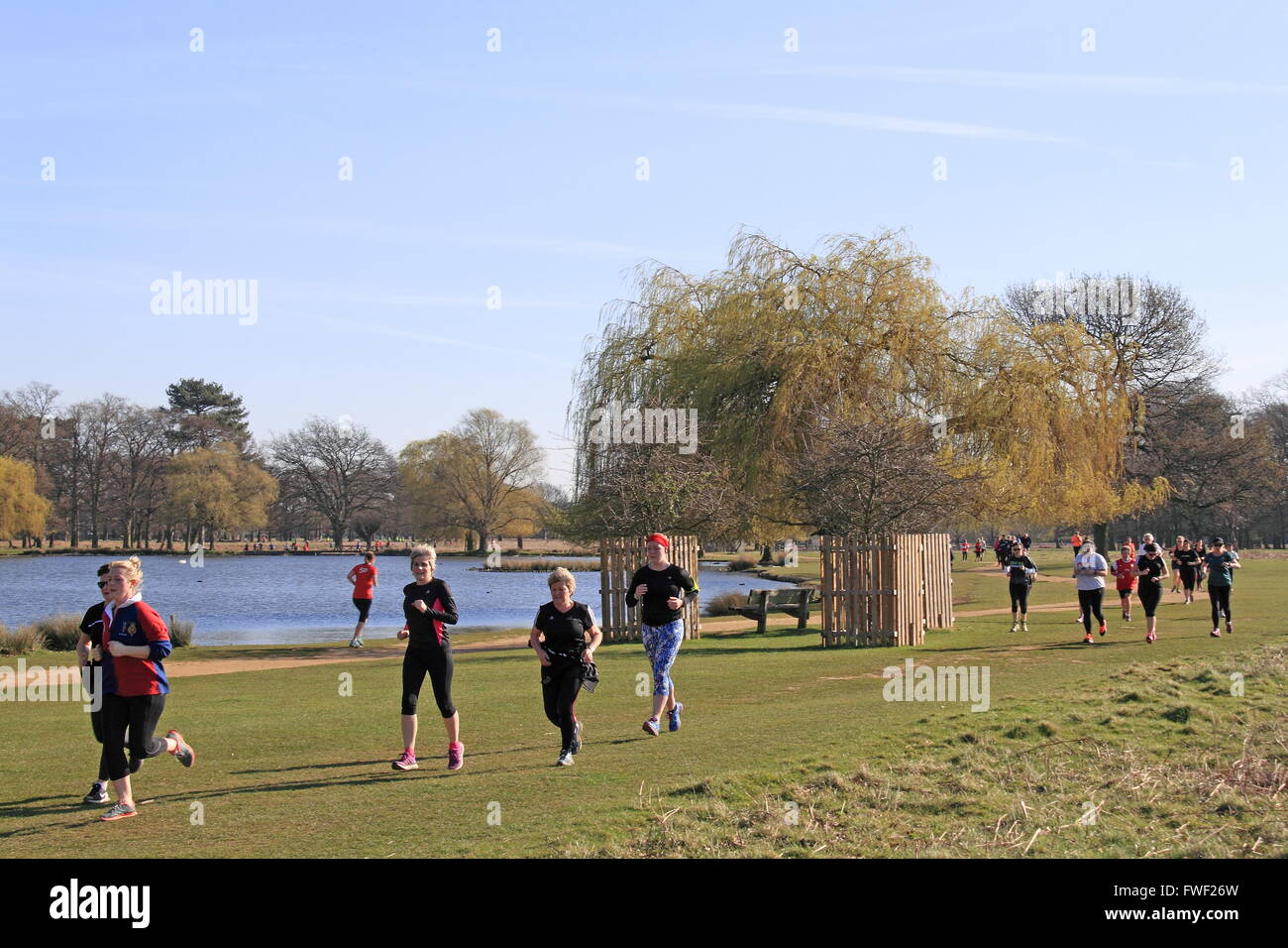 Bushy Park Parkrun, Hampton Court, East Molesey, Surrey, England, Großbritannien, Vereinigtes Königreich, UK, Europa Stockfoto