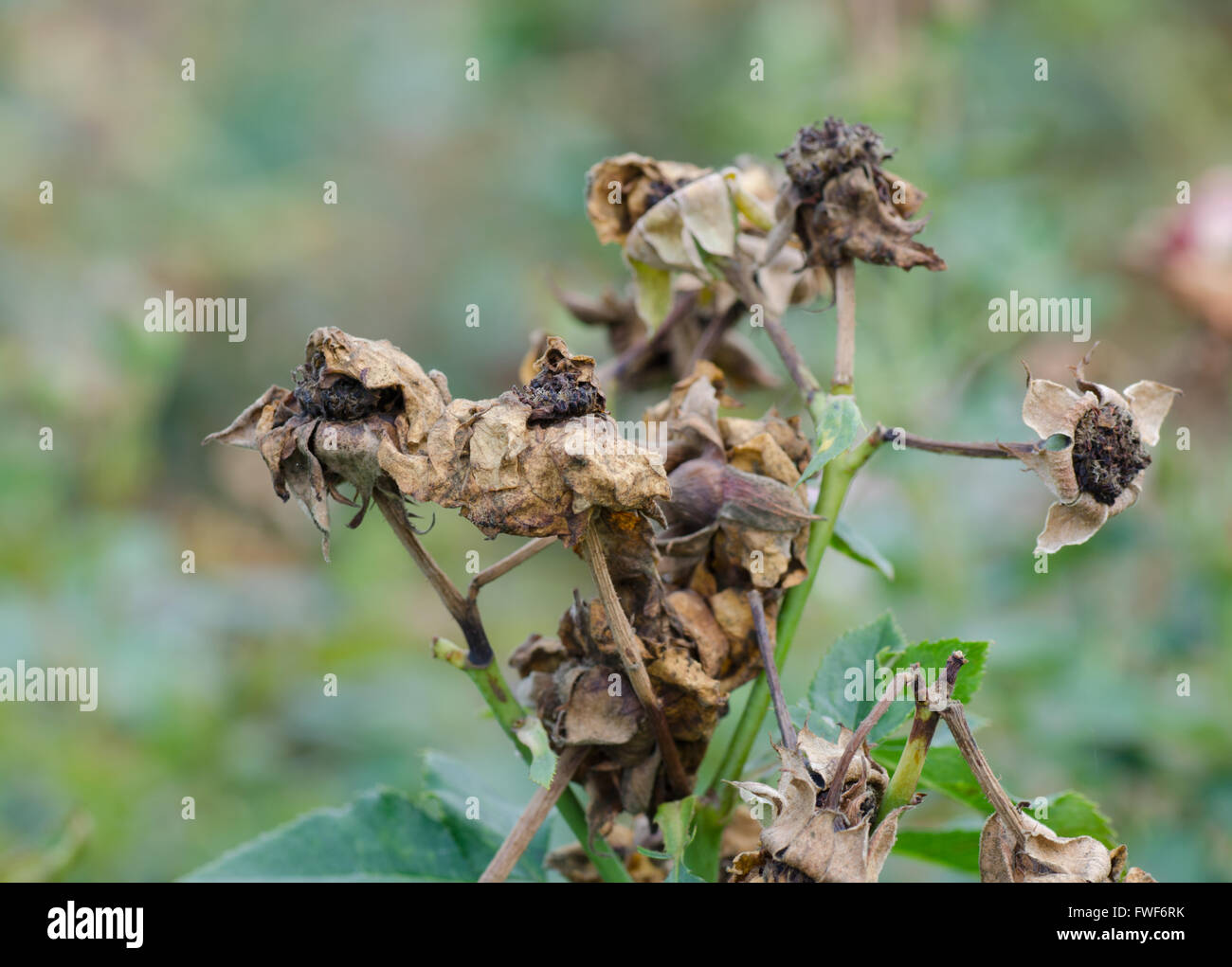 trockenen Pollen Rosen auf Baum Stockfoto