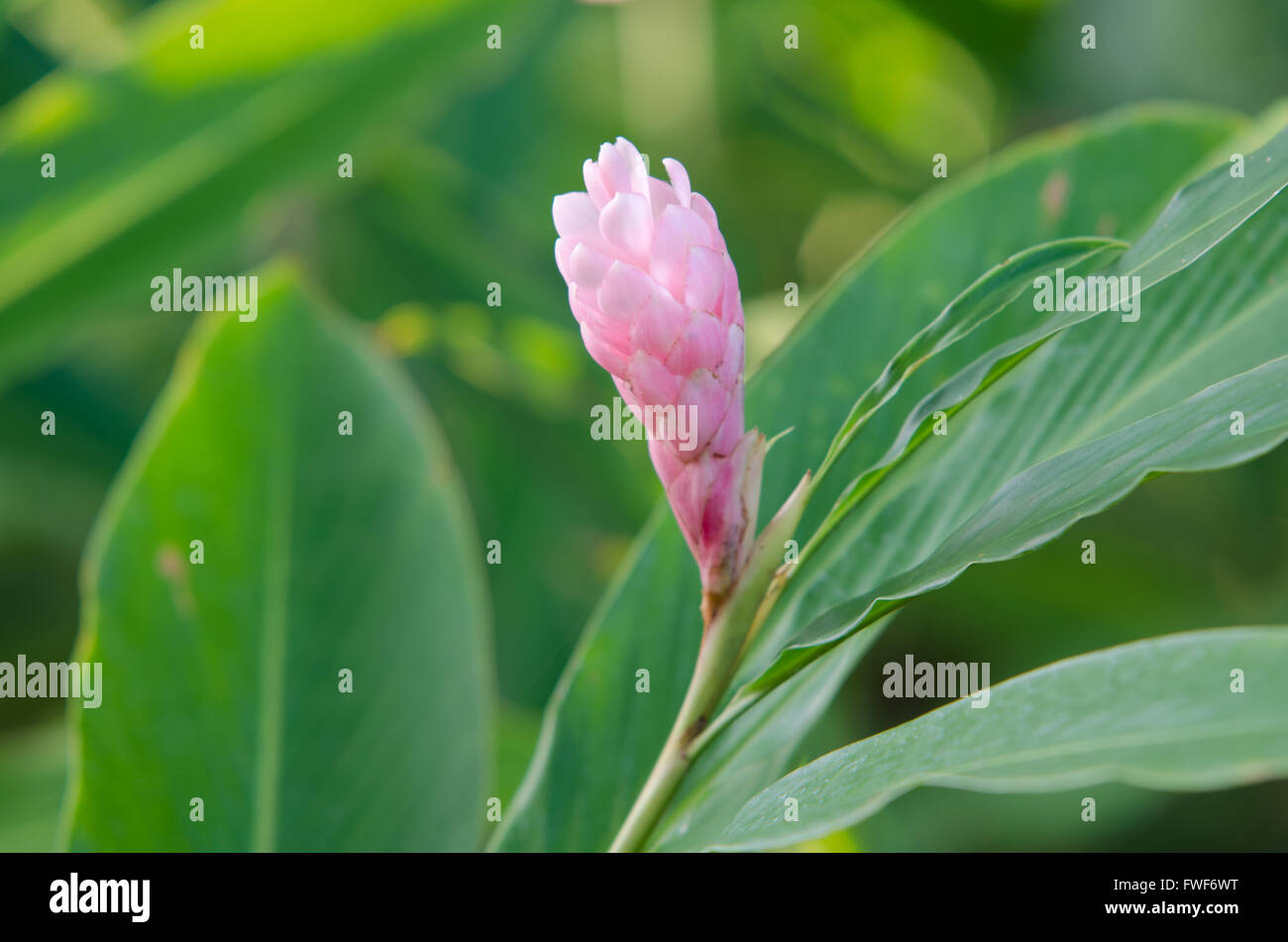 Ingwer rosa Blume Stockfoto