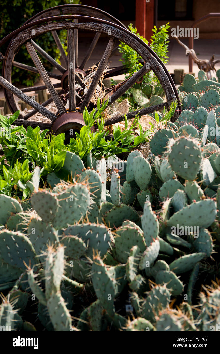 alten Holzwagen Rad und Prickly Pear cactus Stockfoto