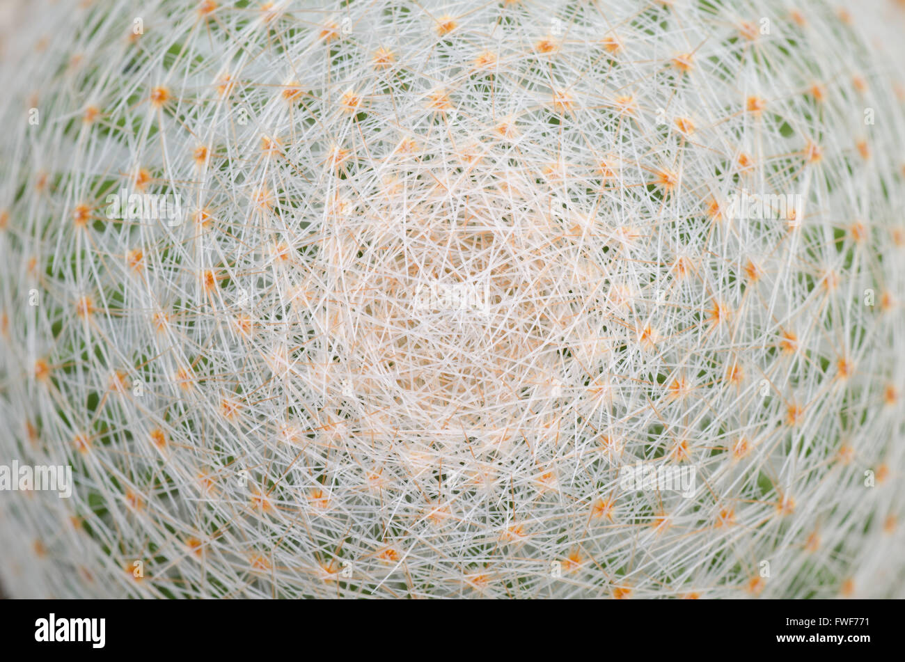 Nahaufnahme eines Kaktus Textur Hintergrund Stockfoto