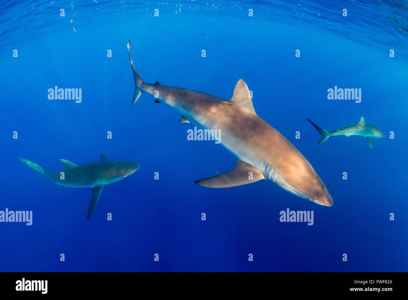 Seidige Haie, Carcharhinus Falciformis, Jardines De La Reina, Kuba, Karibik Stockfoto