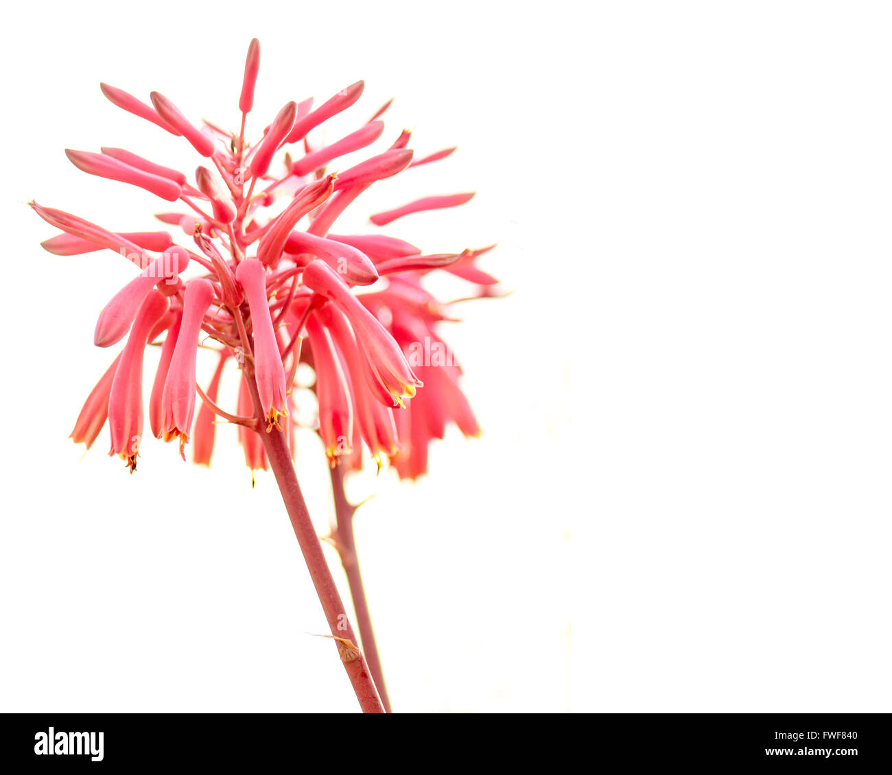 pink anthurium Anthurium - Pink or Red Flamingo main image 0