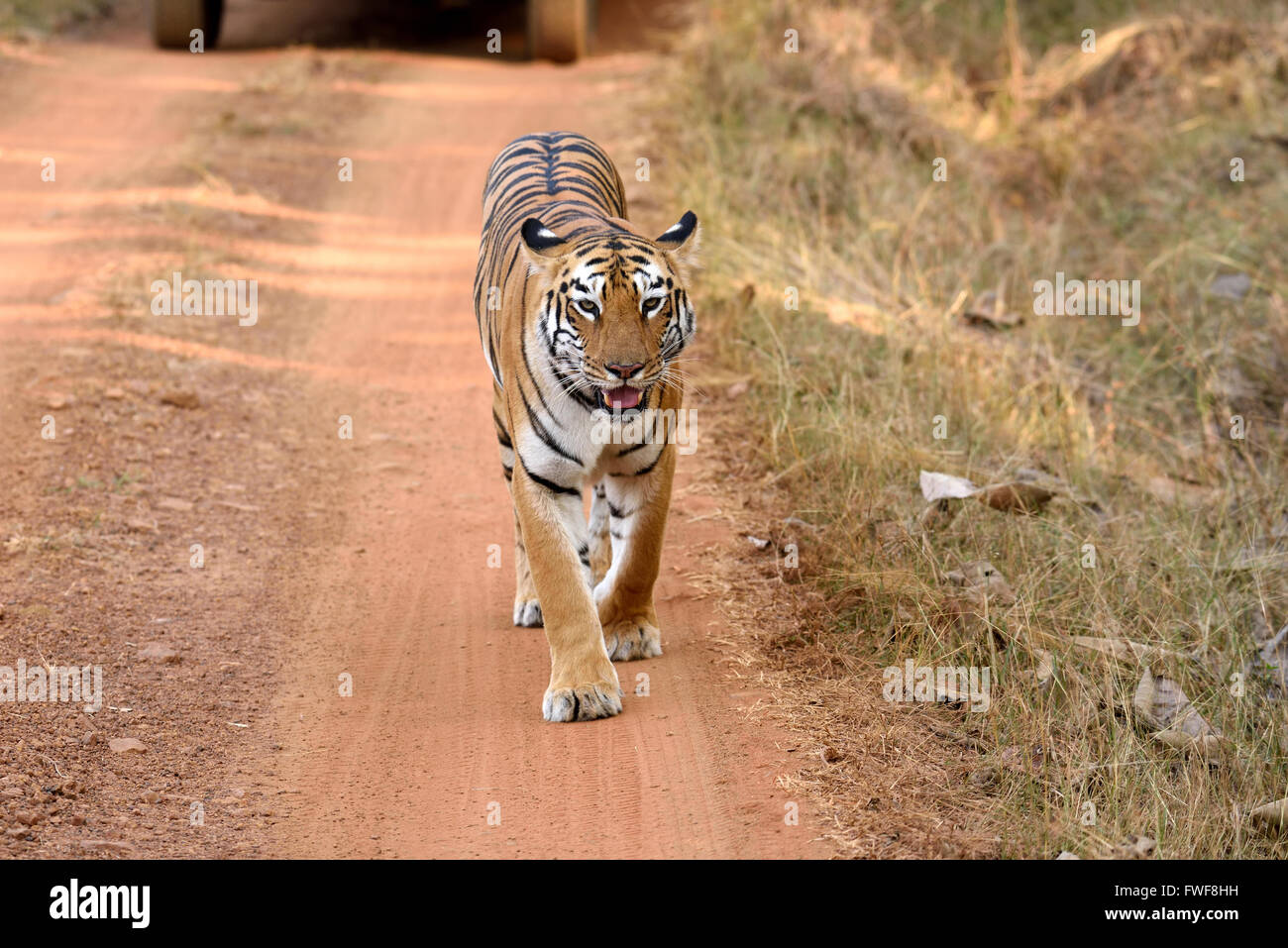Royal Bengal tiger Stockfoto