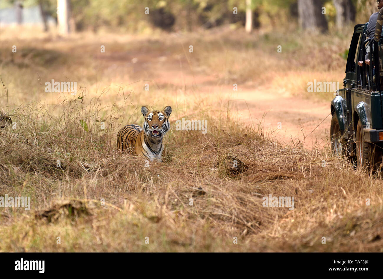 Royal Bengal Tiger zu warnen Stockfoto