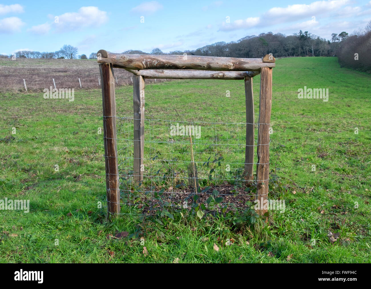 Ein Bäumchen wachsen in einem schützenden Rahmen Stockfoto