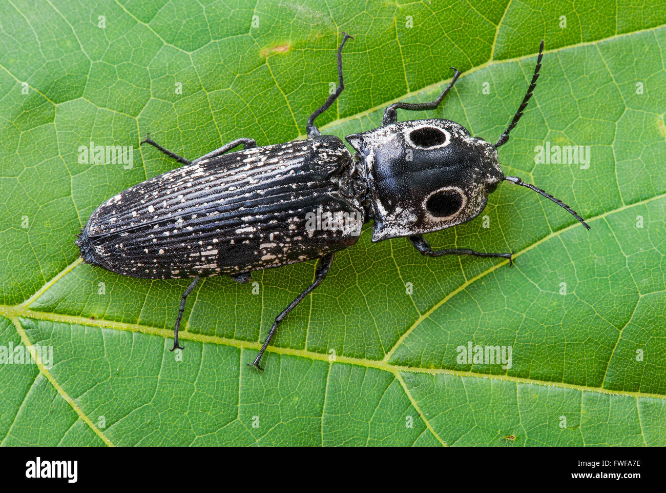 Eastern Eyed Click Beetle (Alaus oculatus) on Leaf, Eastern USA, von Skip Moody/Dembinsky Photo Assoc Stockfoto