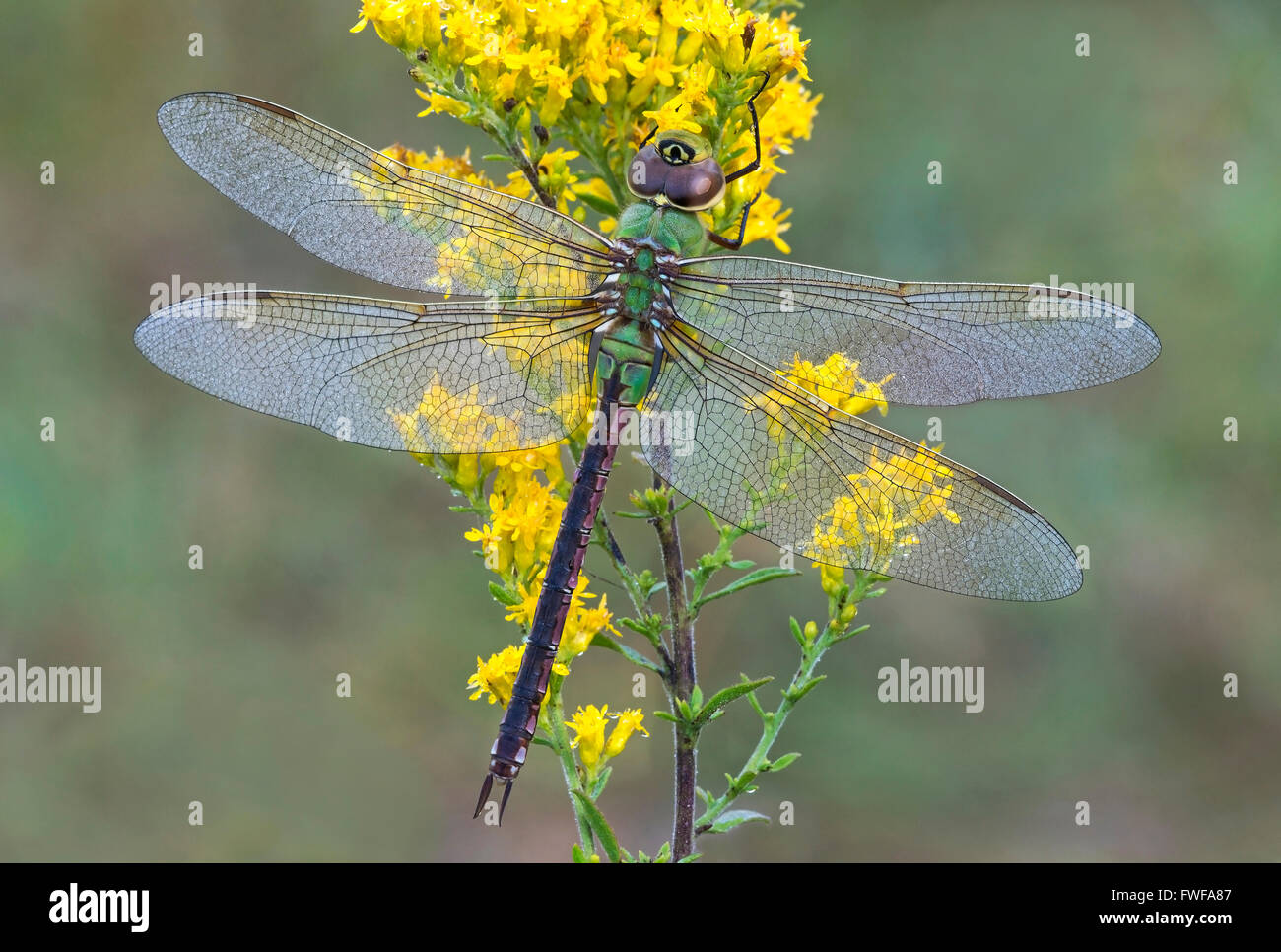 Gemeinsame grüne Darner Libelle Anax junius auf Goldenrod (Solidago sps) Ost-USA, von Skip Moody/Dembinsky Photo Assoc Stockfoto