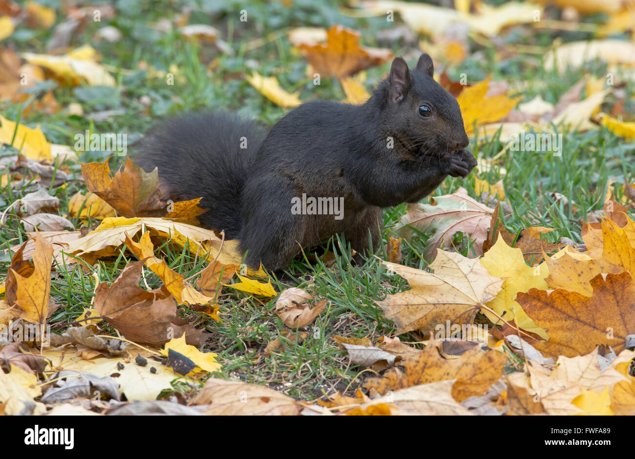 Östliche graue Eichhörnchen (Sciurus Carolinensis) Eicheln Essen schwarzen Phase, Michigan USA Stockfoto