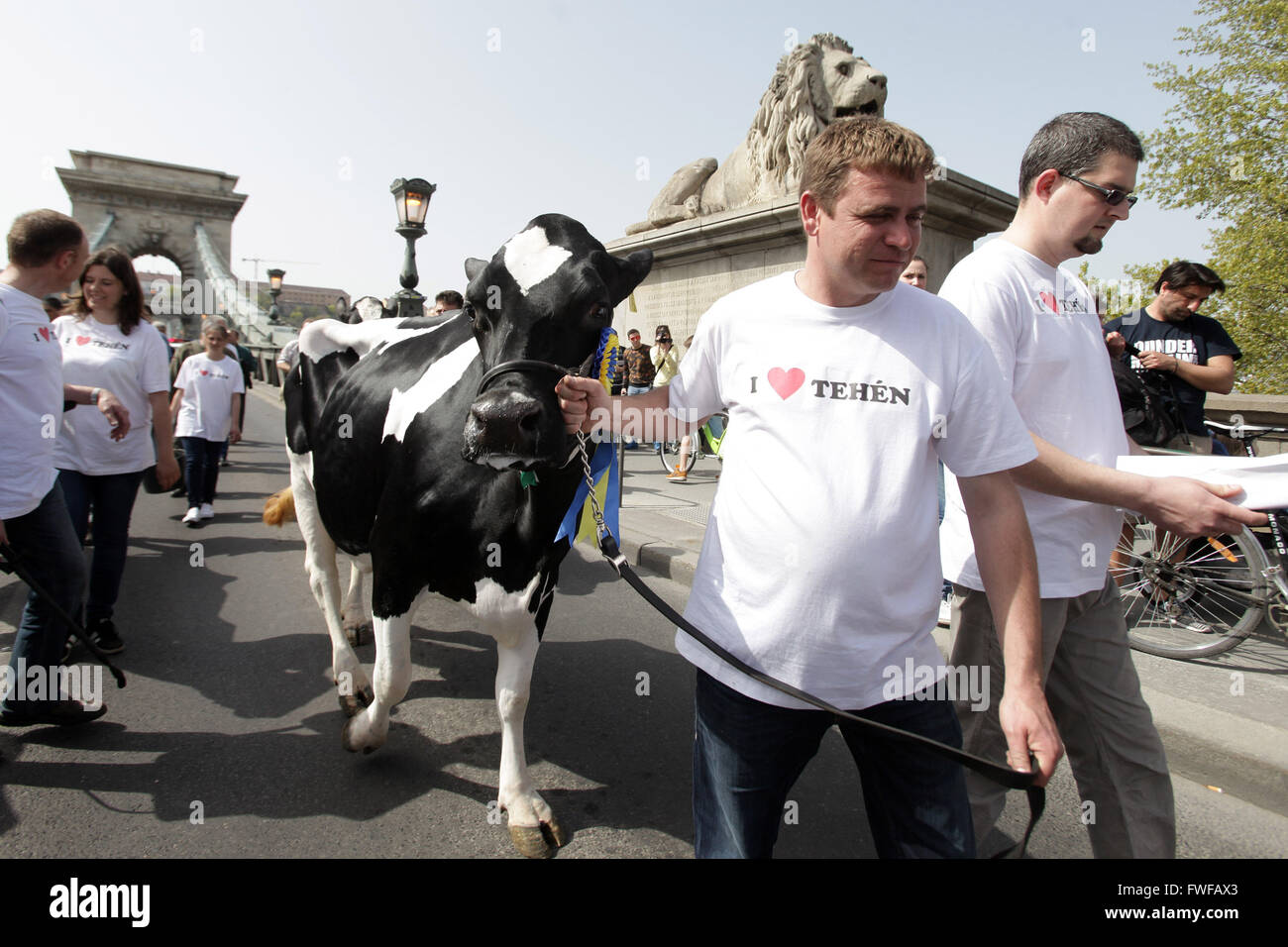(160405)--BUDAPEST, 5. April 2016 (Xinhua)--ungarische Milchbauern marschierten mit ihren Kühen auf den Straßen die niedrigen Milchpreise zu protestieren und fordern eine günstigere Absatzchancen in Budapest, Ungarn, 4. April 2016. (Xinhua/Csaba Domotor) Stockfoto