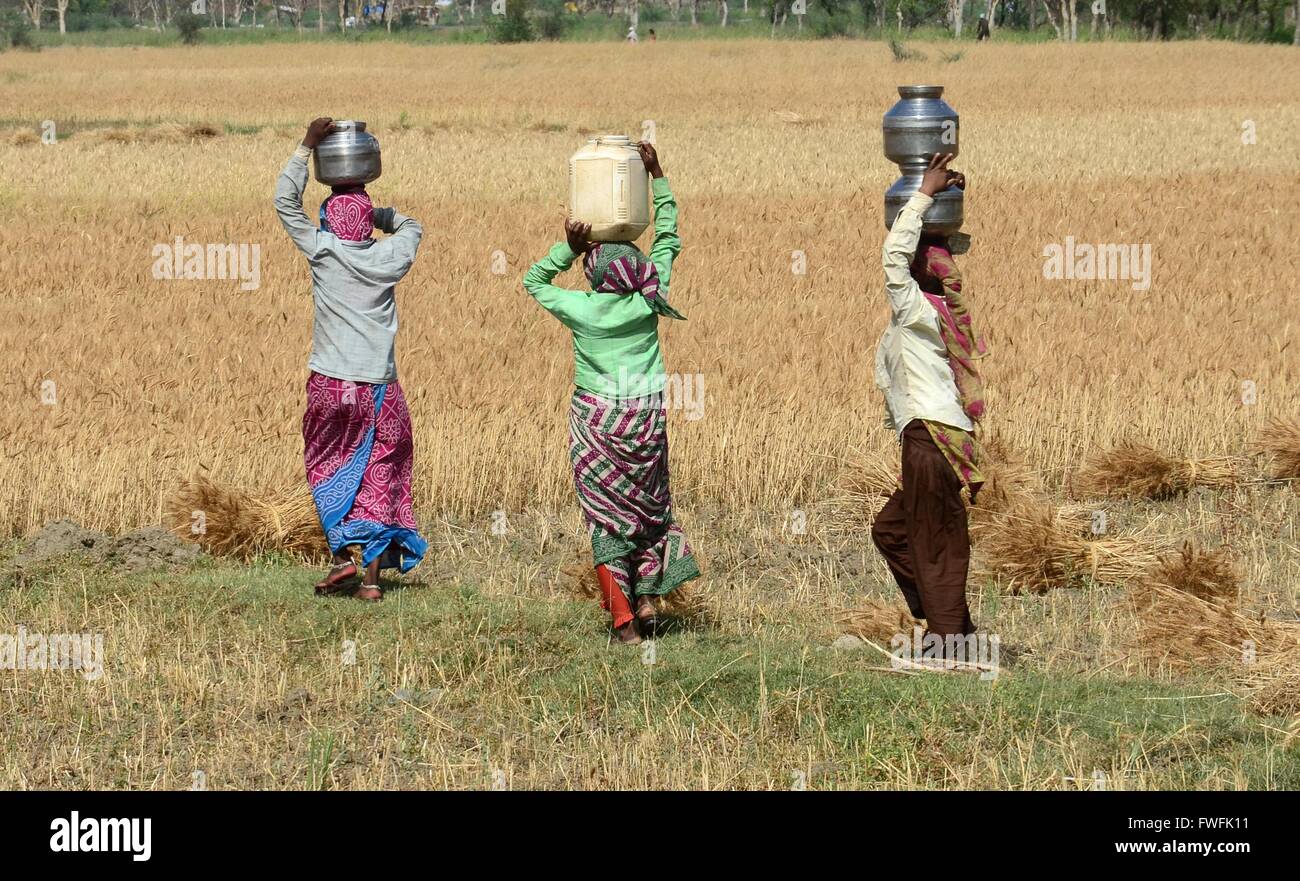 Allahabad, Indien. 5. April 2016. Bäuerinnen mit Trinkwasser im Weizenfeld während ein heißer Tag im Shankargarh in Allahabad. Die Sommersaison ist die heißeste Zeit von März bis Juni. Die hektischste Saison dieses tropischen Landes versengt Sommer mit feuchter Wärme. Heiße Winde und sengenden Sonne sind die zwei am meisten untrennbare Bestandteile. © Prabhat Kumar Verma/Pacific Press/Alamy Live-Nachrichten Stockfoto