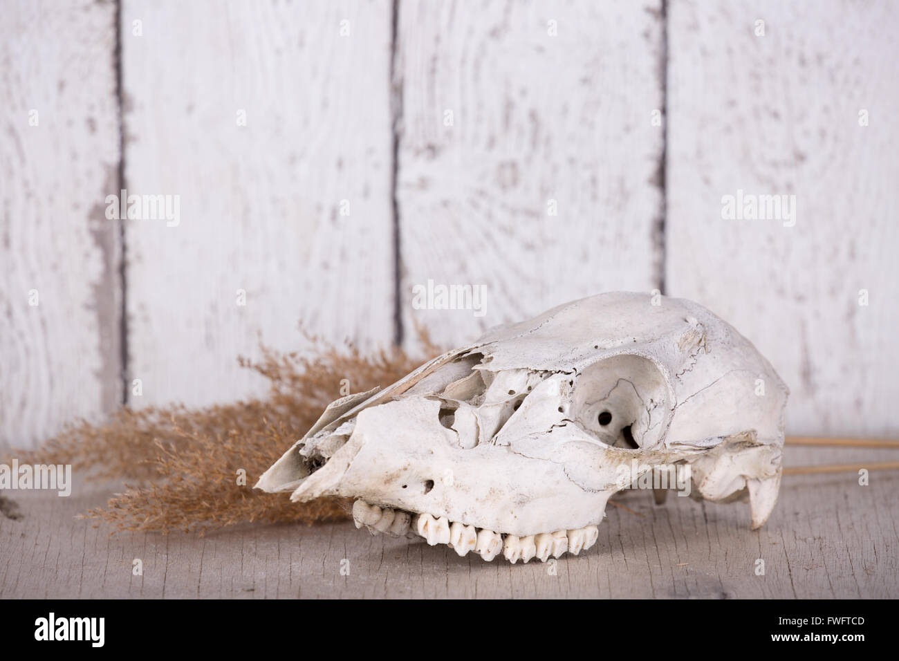 Eine tierische Schädel mit Zähnen. Stockfoto