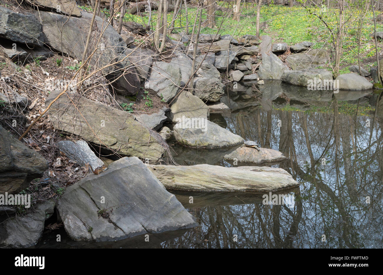 See im Central Park in New York City, mit Red-Eared Slider Schildkröte Sonnen und östliche Chipmunk auf Felsen in der Nähe Essen Stockfoto