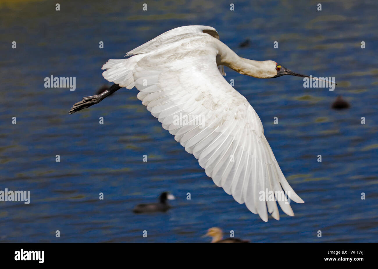 Löffler Stockfoto