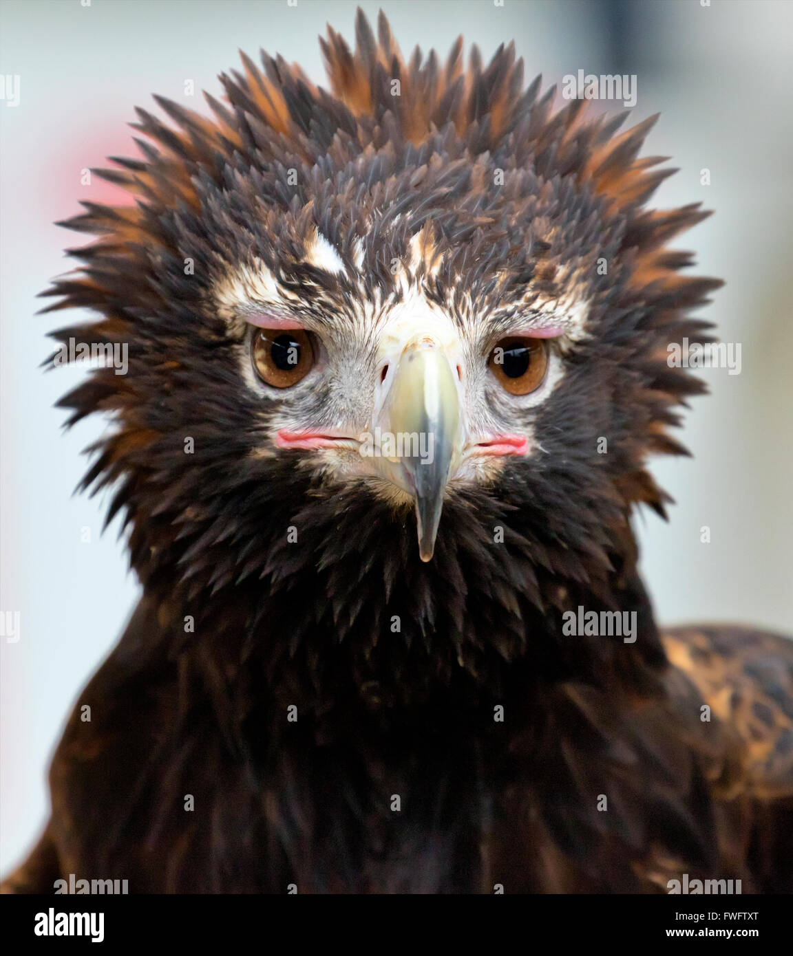 Wedge tailed eagle Stockfoto