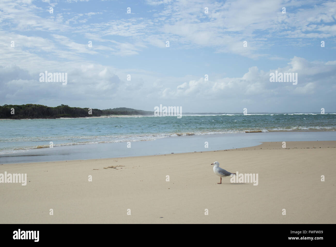 Möwe am Strand sitzen. Noosa Heads, Queensland, Australien Stockfoto