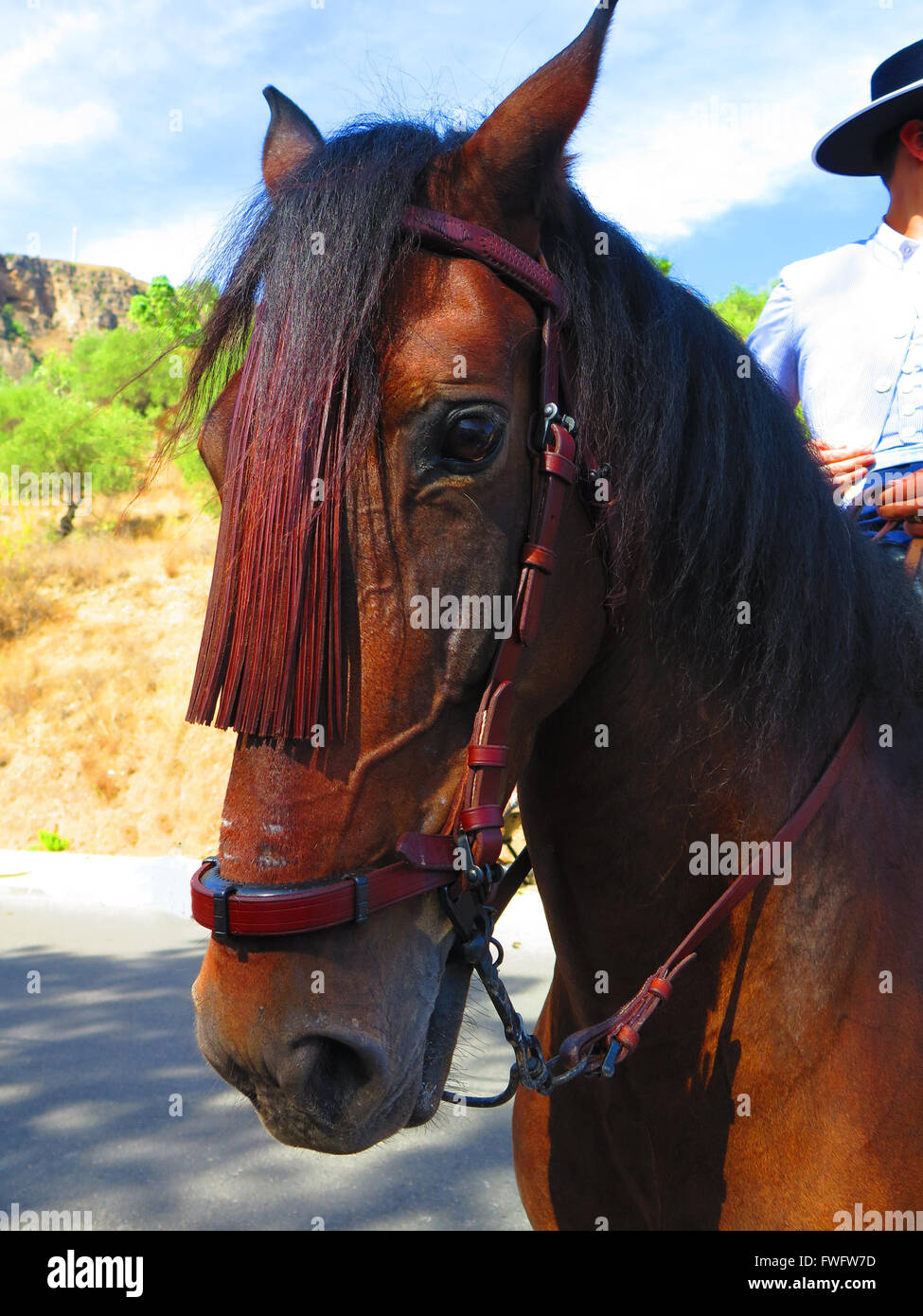 Nahaufnahme des braunen Pferd bei lokalen Fiesta, Alora in Andalusien Stockfoto