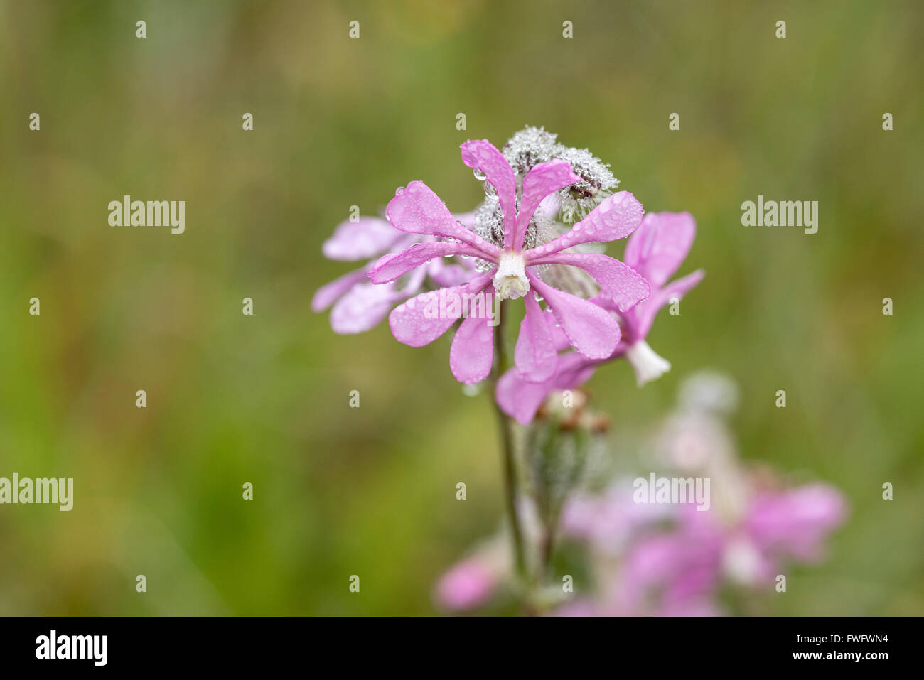 Tau bedeckt Blume rosa Leimkraut in Portugal Stockfoto