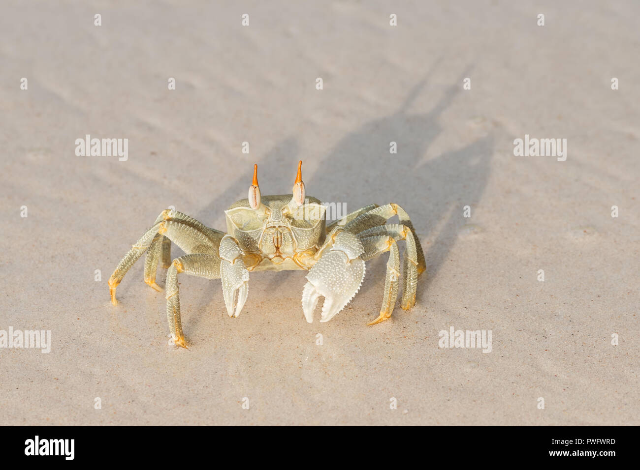 Seychellen Ocypode Ceratophthalmus auch genannt Ghost Krabben Stockfoto