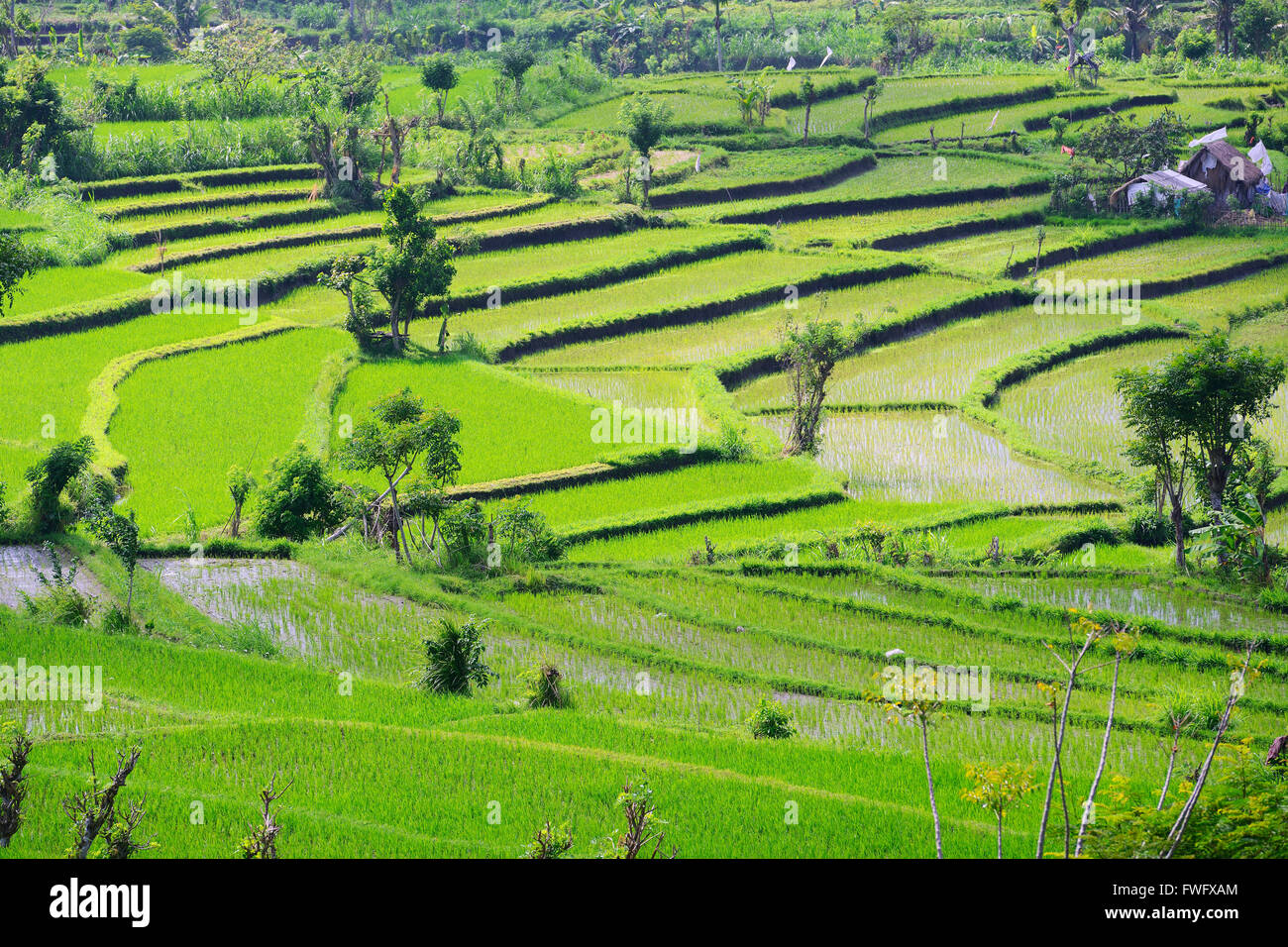 Reisterrassen, Bali, Indonesien Stockfoto