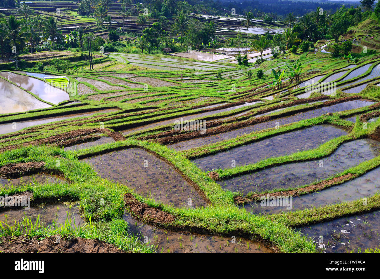 Reisterassen von Jatiluwih, Bali, Indonesien Stockfoto