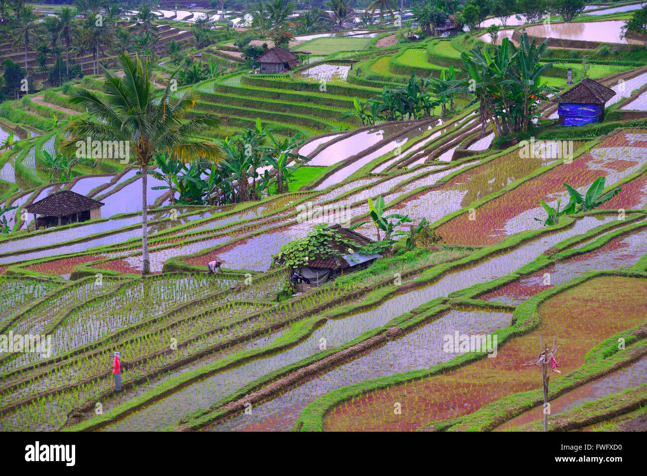 Reisterassen von Jatiluwih, Bali, Indonesien Stockfoto