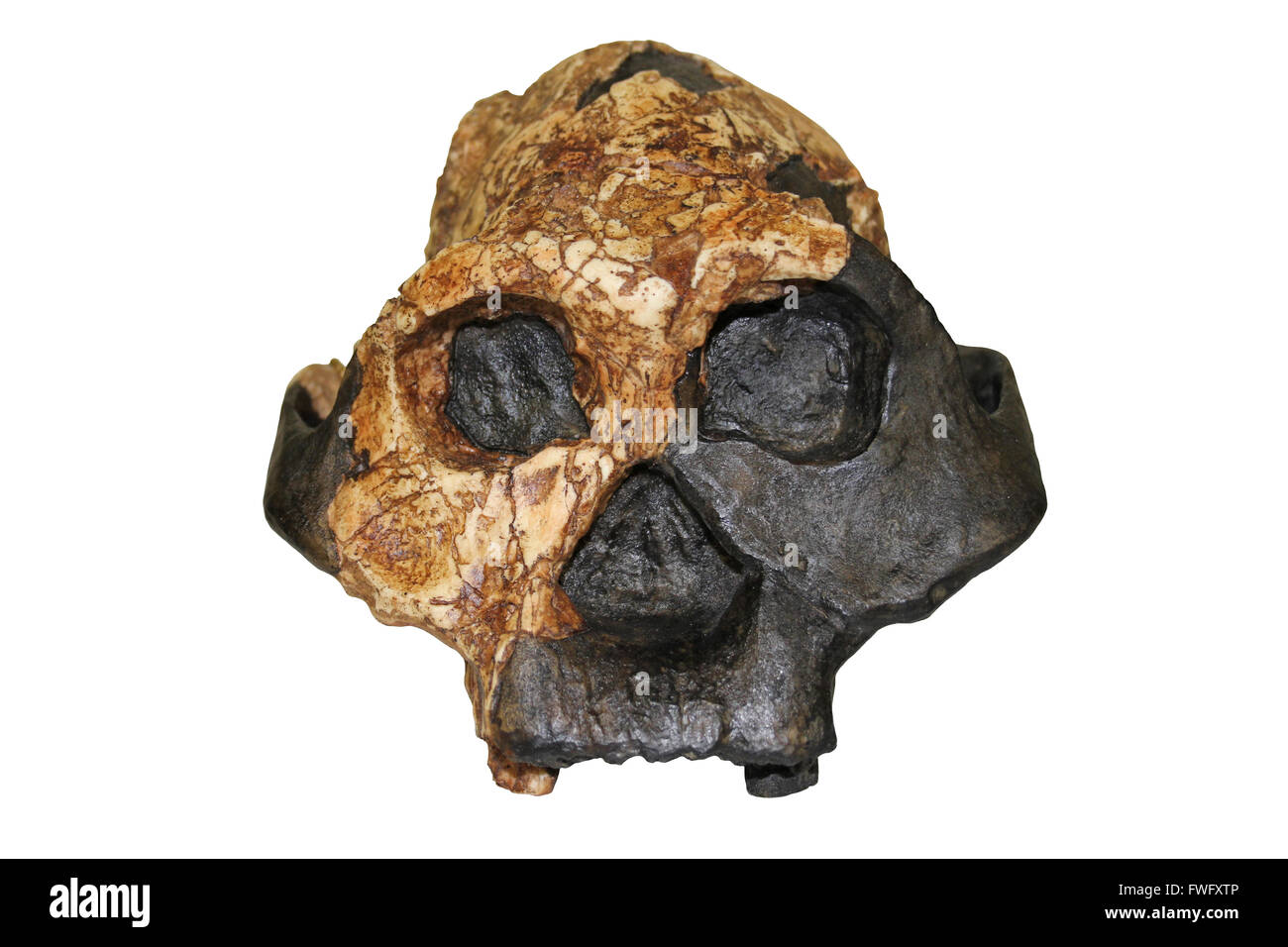 Australopithecus robustus, weibliche KNM ER 732 Stockfoto