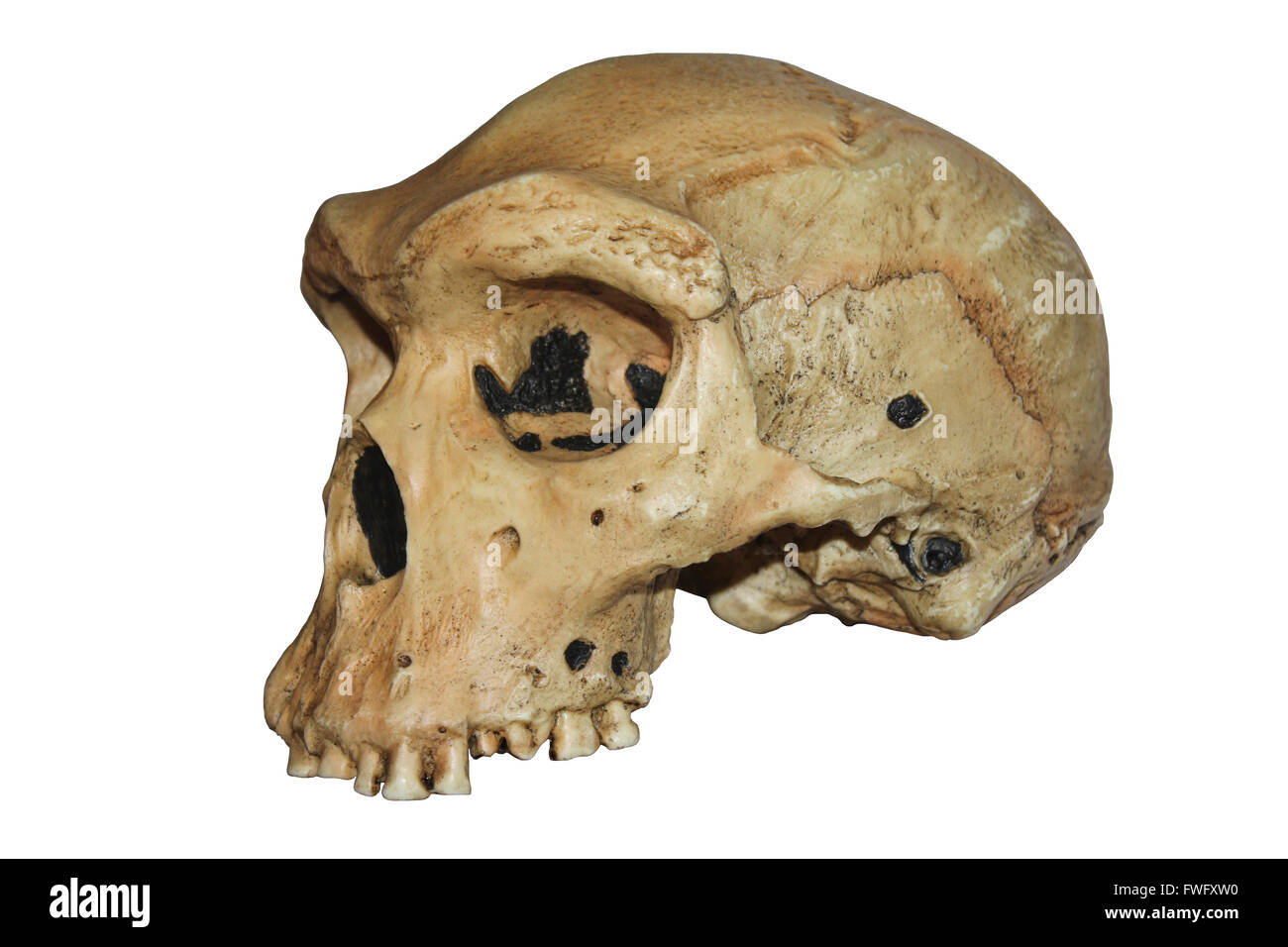 Replik-Schädel von Homo Heidelbergensis, Rhodesian Mann - Kabwe 1 Stockfoto
