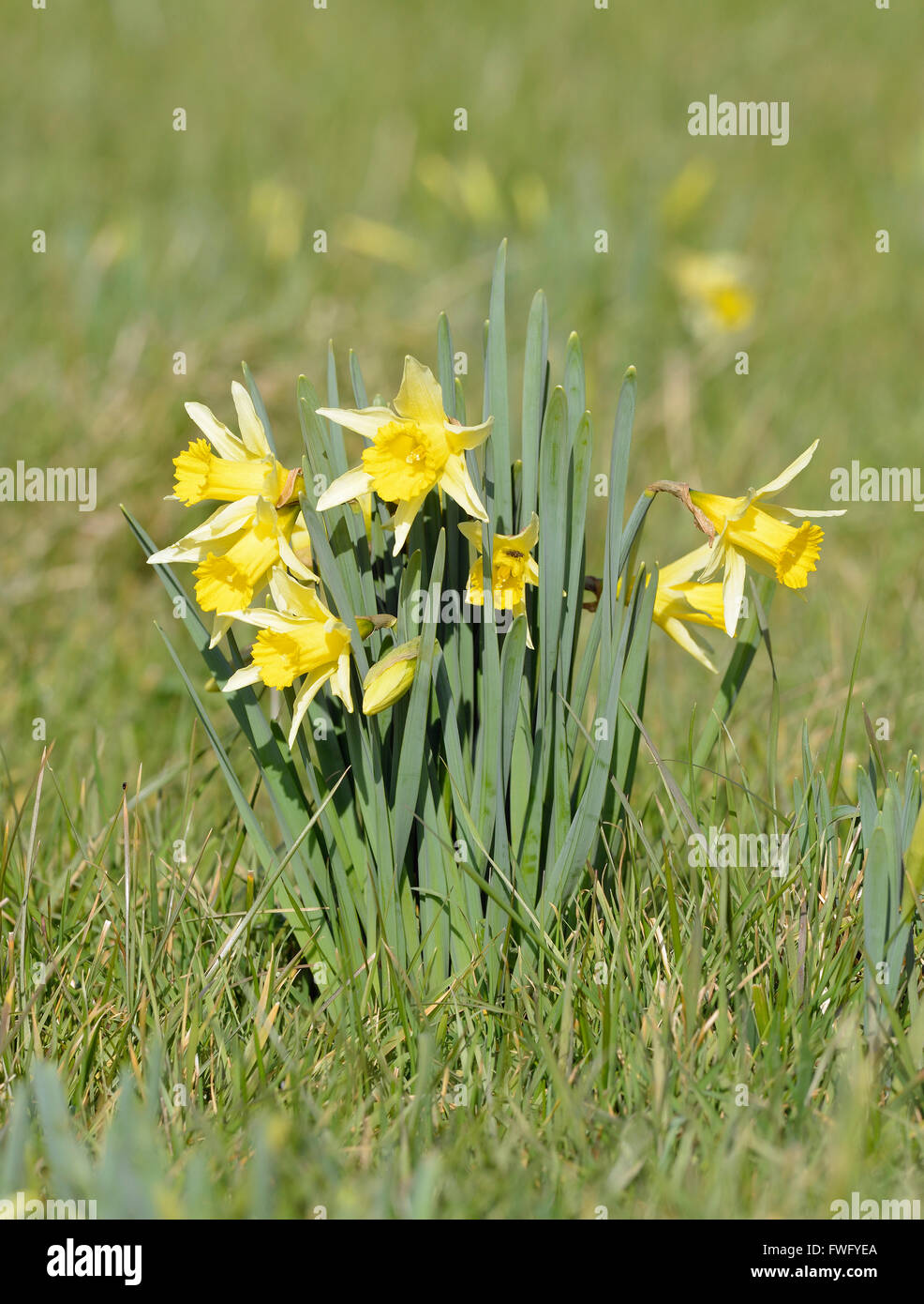 Wilde Narzissen - Narcissus Pseudonarcissus wächst in Wiese Stockfoto