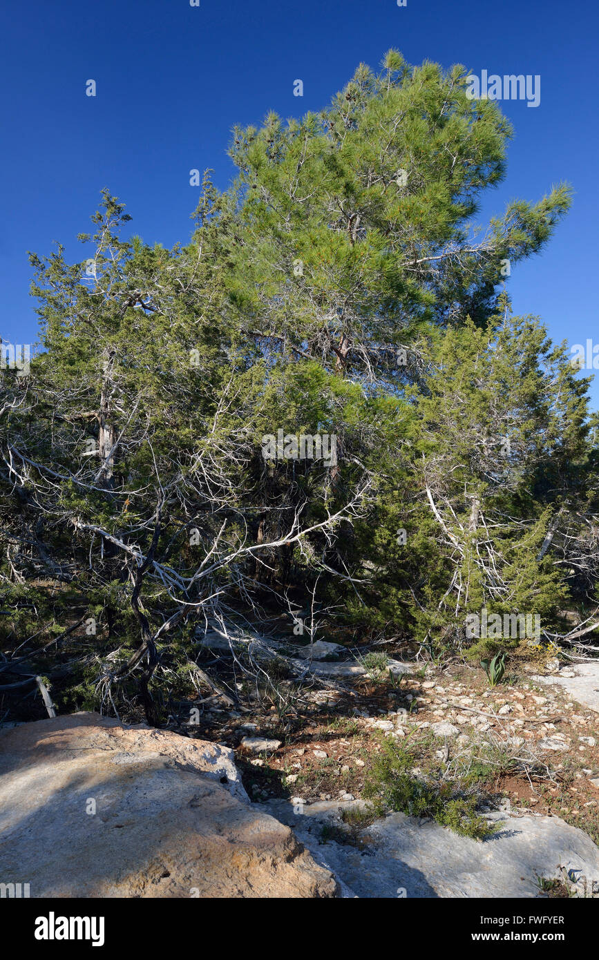 Phönizische Wacholder Wald - Juniperus Phoenicea mit kalabrischen Kiefer - Pinus voll hinter Stockfoto