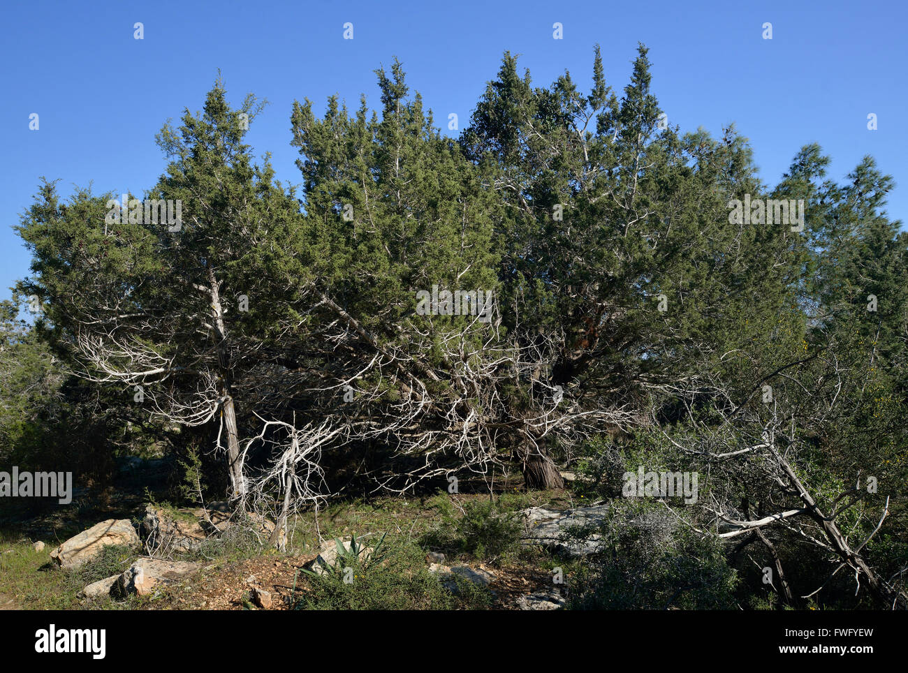 Phönizische Wacholder Wald - Juniperus Phoenicea Akamas Wald, Zypern Stockfoto