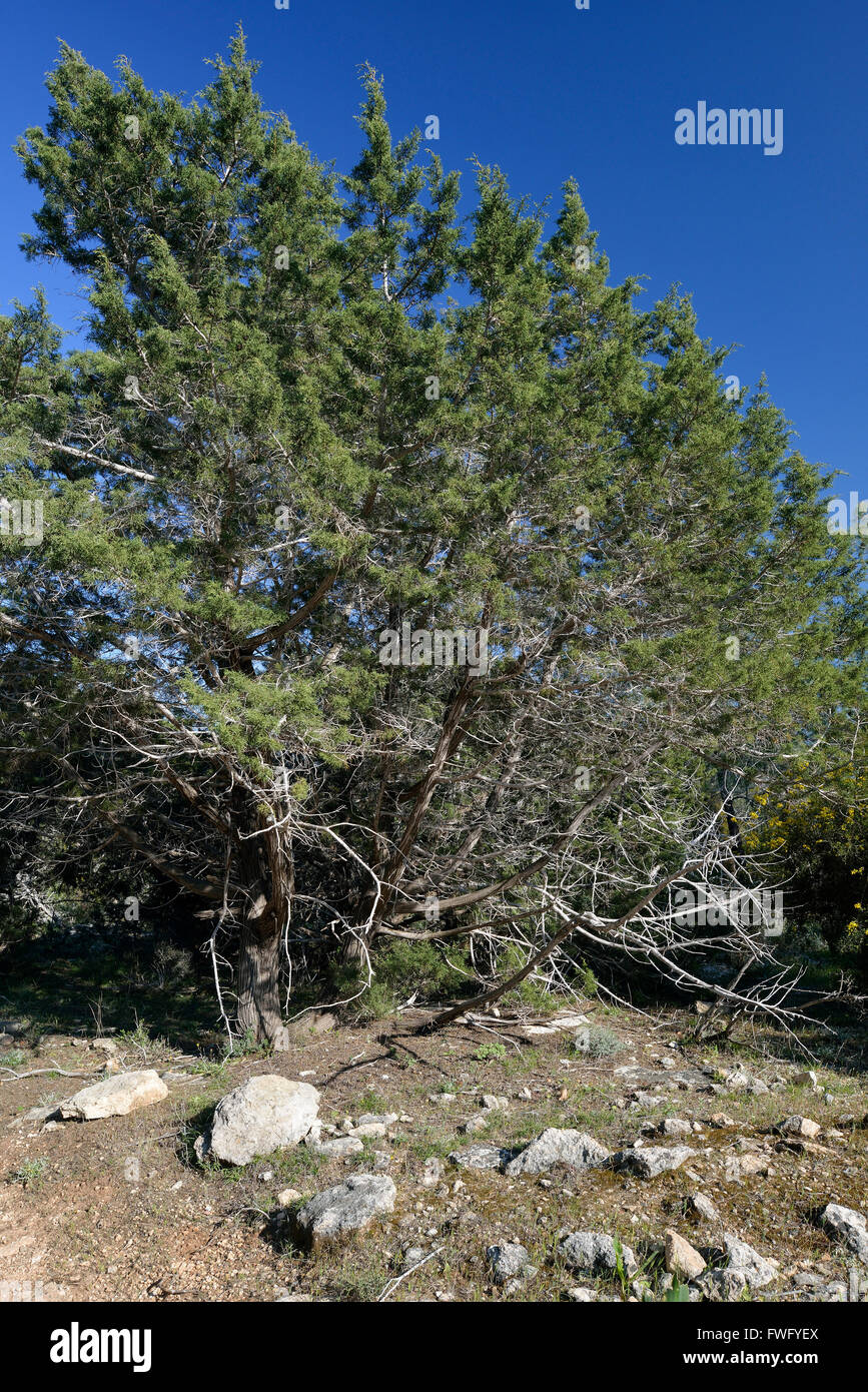 Phönizische Wacholder - Juniperus Phoenicea Akames Wald, Zypern Stockfoto