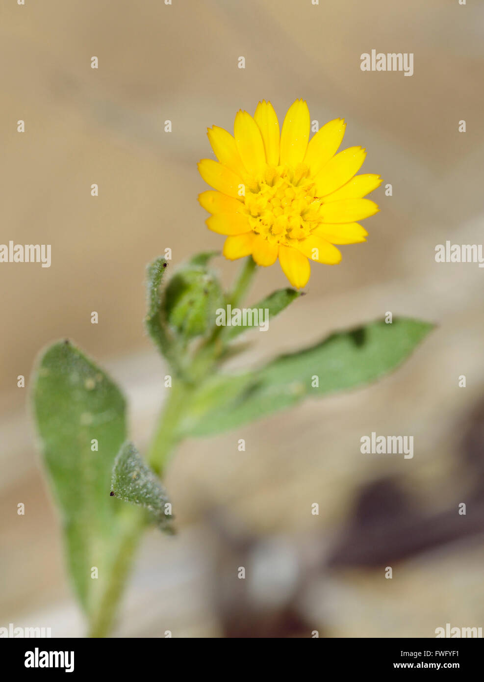 Feld-Ringelblume - Calendula Arvensis gelbe Wiesenblumen Stockfoto
