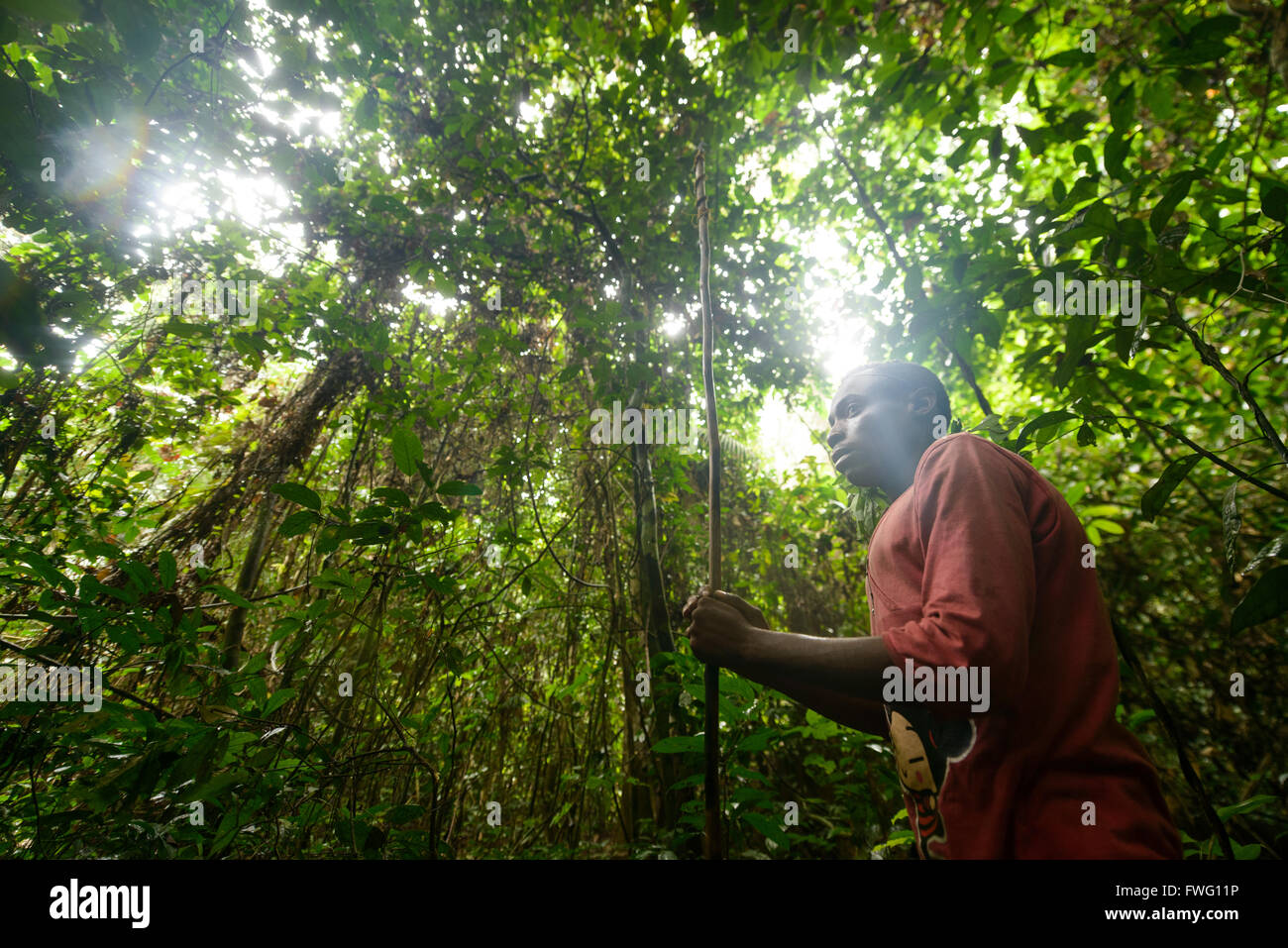 Bayaka-Pygmäen im äquatorialen Regenwald, Zentralafrikanische Republik, Afrika Stockfoto