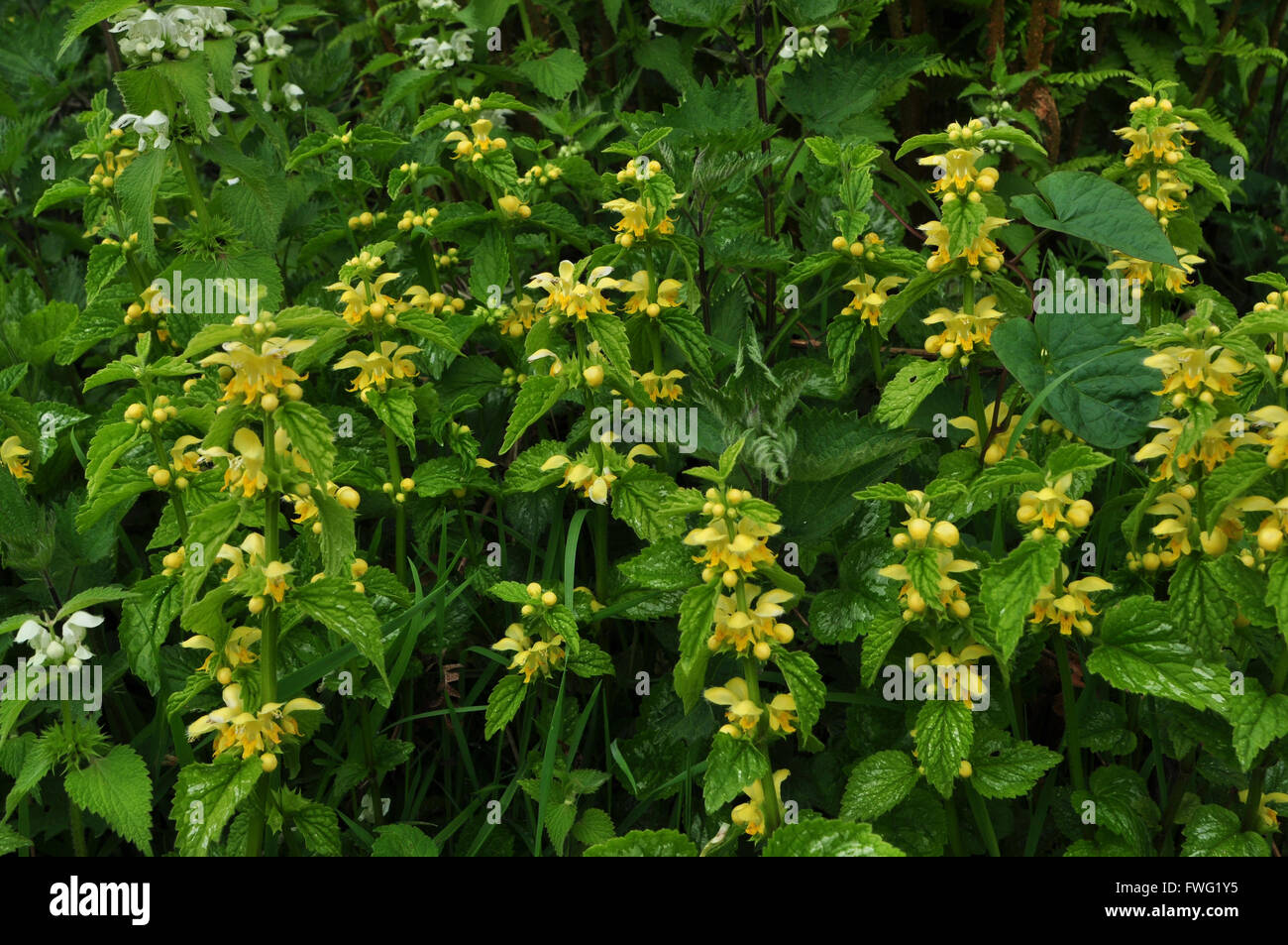 gelbe Erzengel Lamiastrum galeobdolon Stockfoto