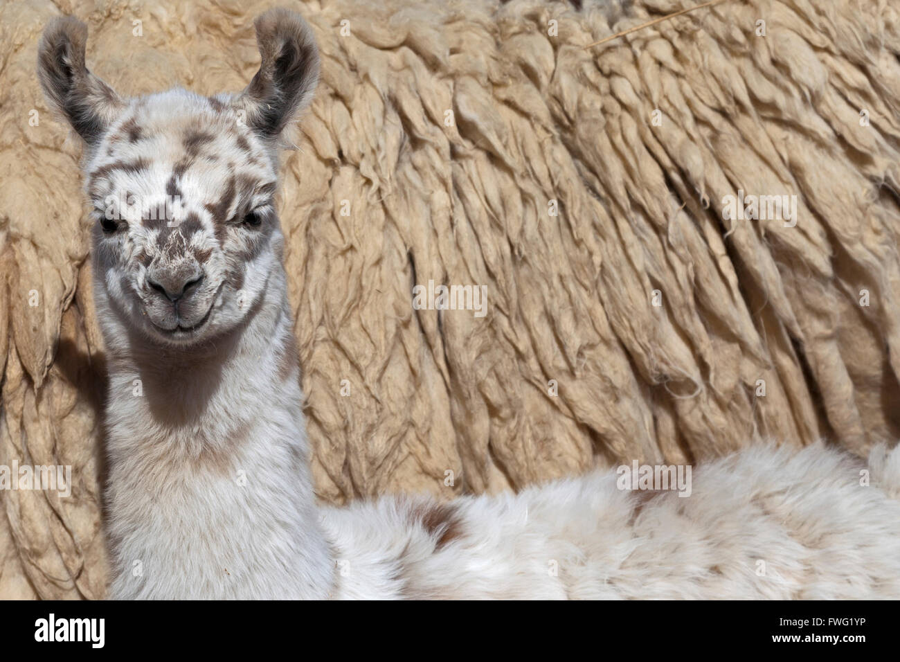 Junges Lama, Argentinien, Südamerika Stockfoto