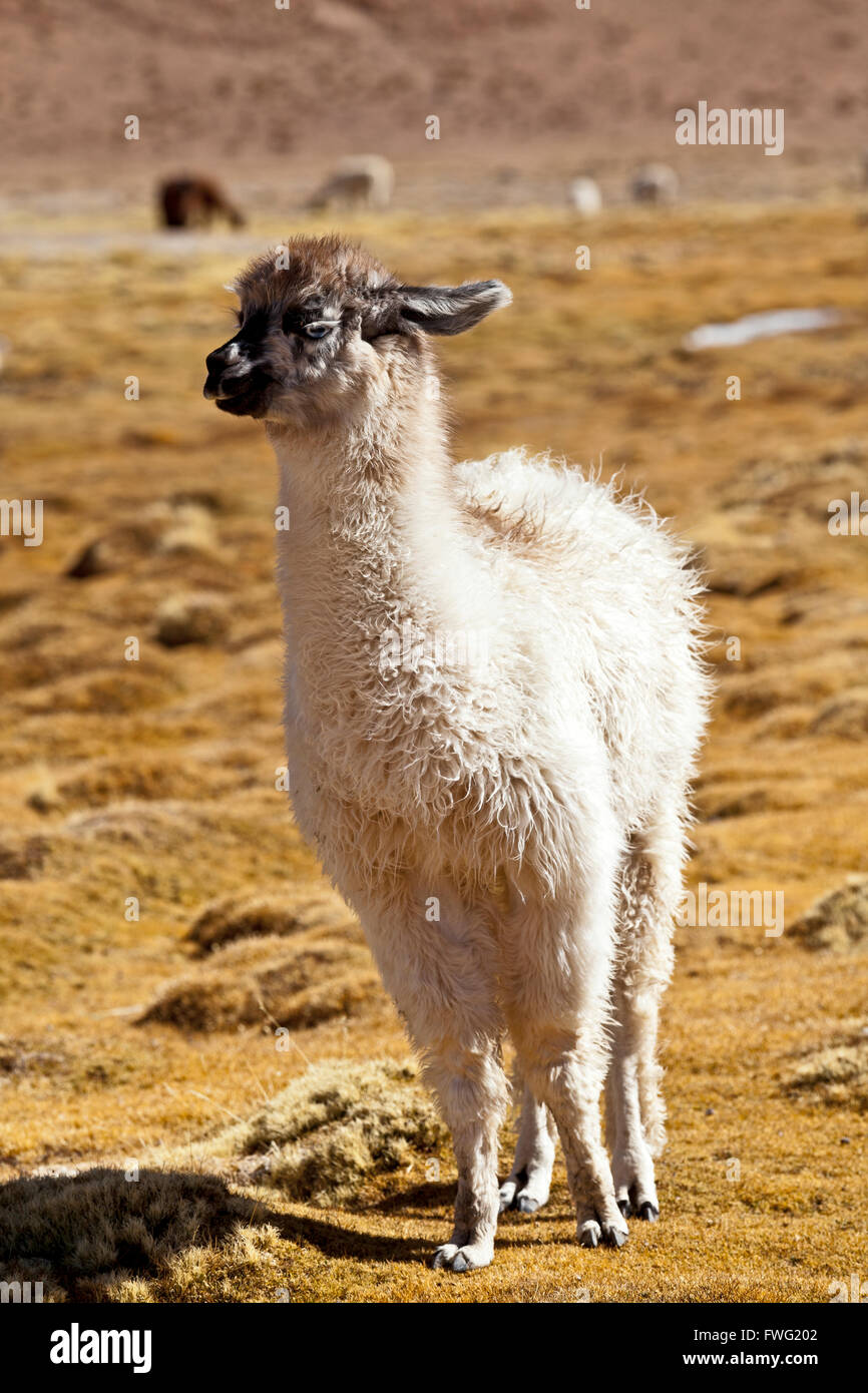 Junges Lama, Argentinien, Südamerika Stockfoto